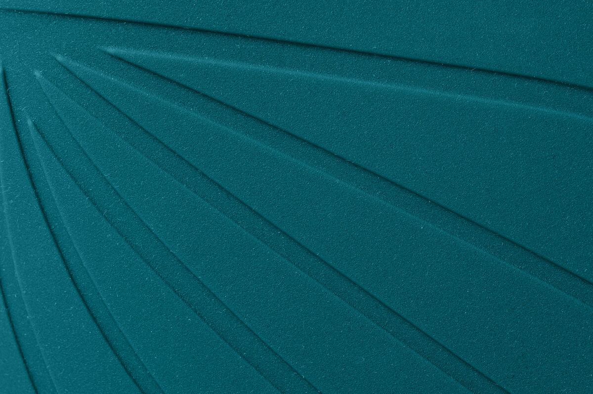 Ranidae – Ocean