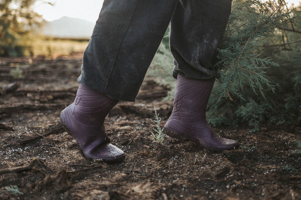 Ranidae – Plum
