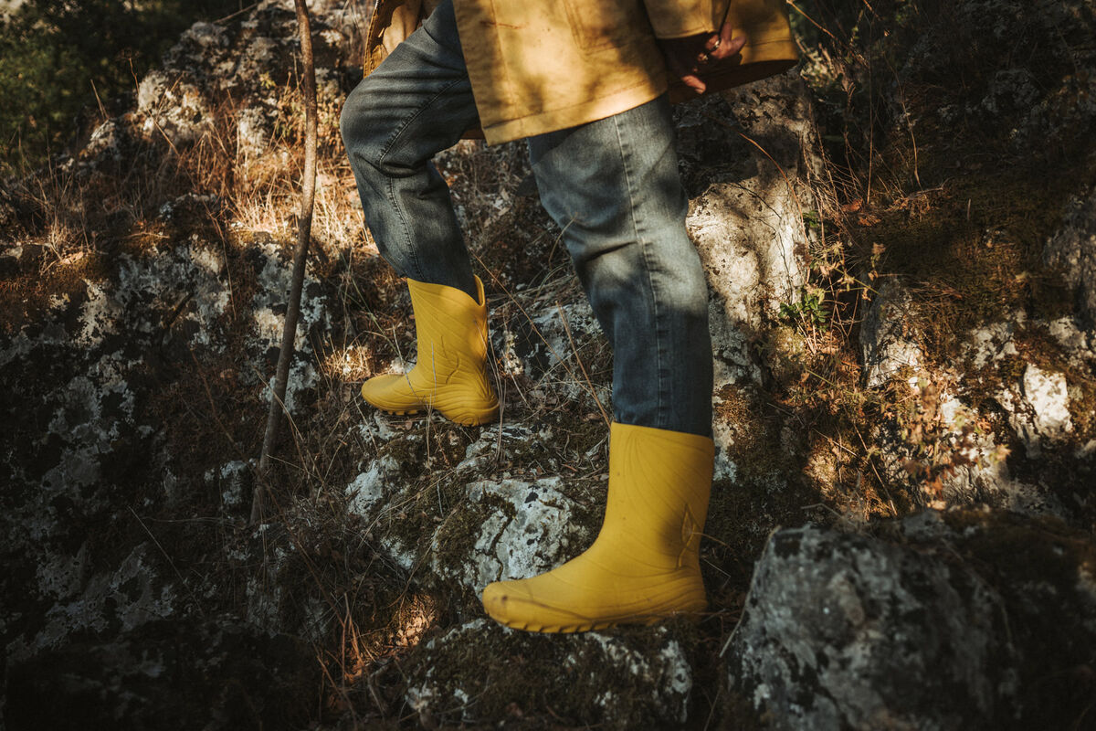 Ranidae – Yellow